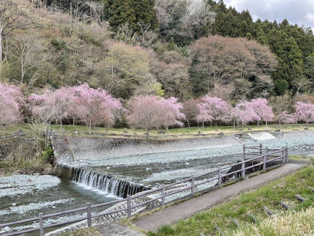 中津川沿いのしだれ桜